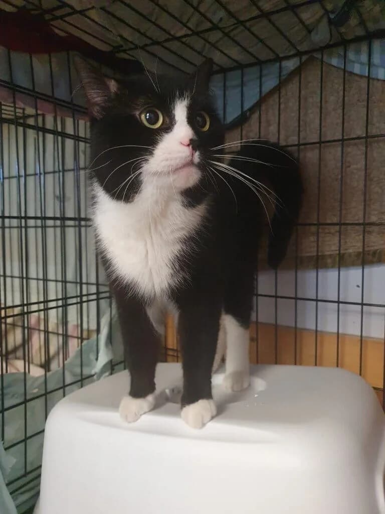 Joker – sensibler Kater sucht ruhigen Neuanfang 💝🐾 - bereits vorgemerkt, male young mixed breed for adoption at Tierheim Düsseldorf, Düsseldorf
