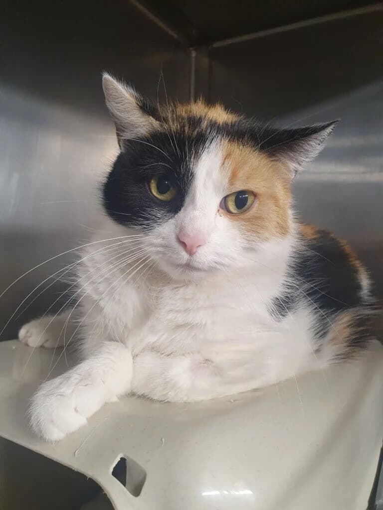 Maunzi sucht ein verständnisvolles Zuhause 🫶🏻, tricolor female 3yo mixed breed for adoption at Tierheim Düsseldorf, Düsseldorf