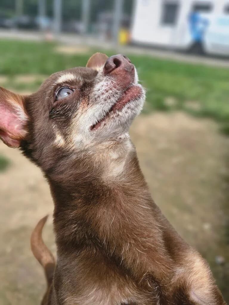 Bärchen, male senior Chihuahua for adoption at Tierheim Düsseldorf, Düsseldorf