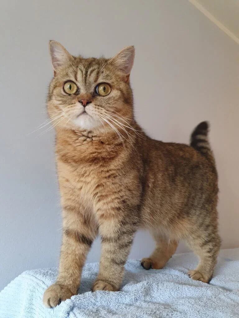 Tille sucht ihr Königreich als Einzelprinzessin 🐾👑, female 3yo British Shorthair for adoption at Tierheim Düsseldorf, Düsseldorf