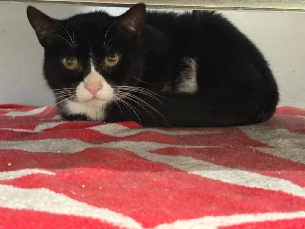 Salem – sensibler Kater sucht Menschen mit Geduld 🐾, male senior mixed breed for adoption at Tierheim Düsseldorf, Düsseldorf