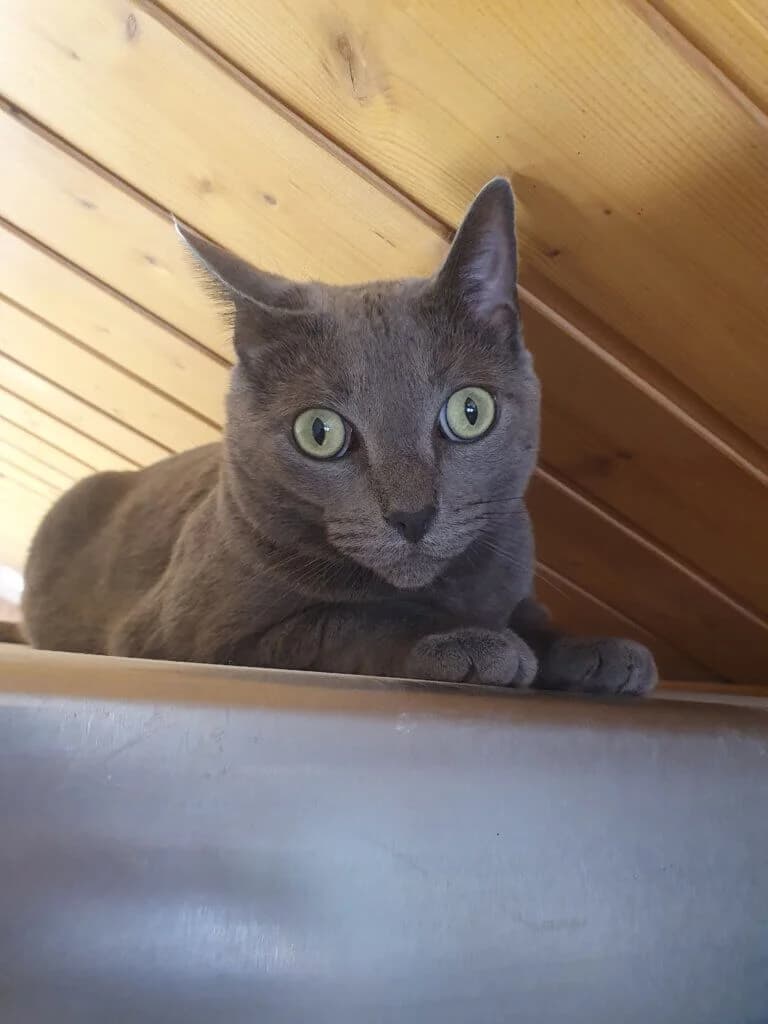 Mia sucht ein ruhiges Zuhause als Einzelprinzessin 👑, female 3yo Russian Blue for adoption at Tierheim Düsseldorf, Düsseldorf