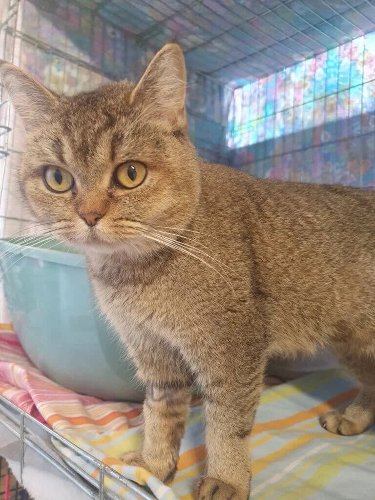 Lilou sucht ihr Glück 🍀, female 3yo British Shorthair for adoption at Tierheim Düsseldorf, Düsseldorf