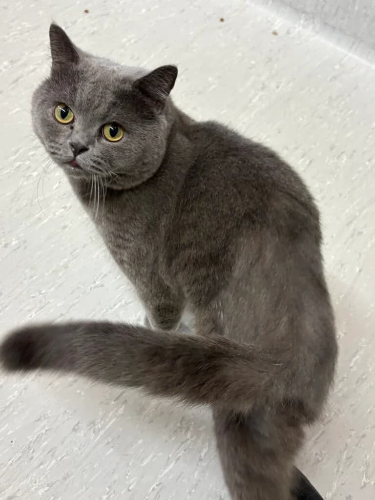 🐾 Kater Pascha sucht sein Für-immer-Zuhause, 3yo British Shorthair for adoption at Tierheim Düsseldorf, Düsseldorf