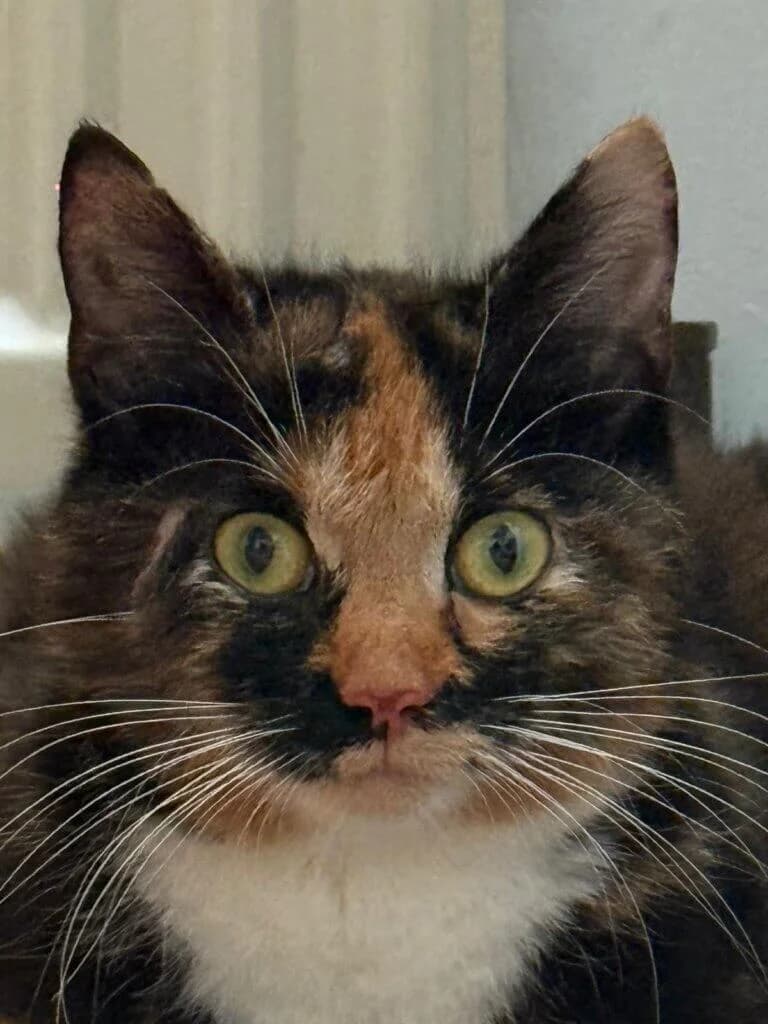 Kyra – eine Katze mit Charakter sucht Menschen, die sie verstehen 🐾, female 3yo mixed breed for adoption at Tierheim Düsseldorf, Düsseldorf