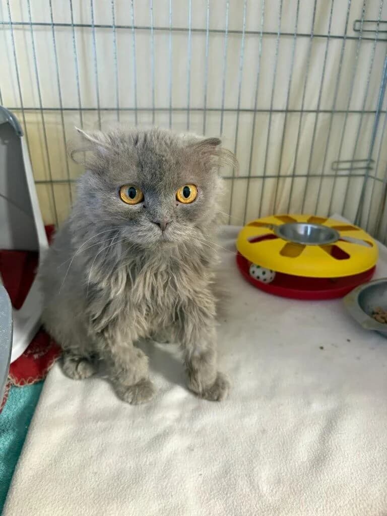 Manuka-Eine treue Begleiterin sucht ihr Glück, female 3yo Scottish Fold for adoption at Tierheim Düsseldorf, Düsseldorf