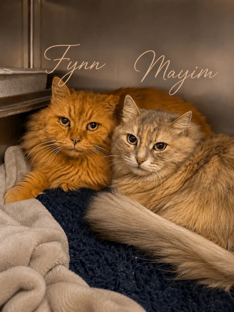 Fynn & Mayim – bereit für einen neuen Lebensabschnitt, 3yo Mixed Breed for adoption at Tierheim Düsseldorf, Düsseldorf