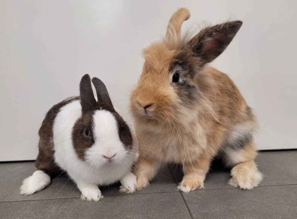 Anna & Christoph, 3yo mixed breed for adoption at Tierheim Düsseldorf, Düsseldorf