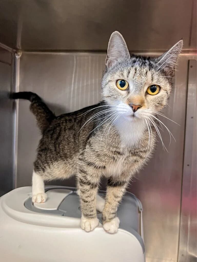 Nebula- Samtpfote sucht ihr Für-immer-Zuhause, female 3yo Mixed Breed Cat for adoption at Tierheim Düsseldorf, Düsseldorf