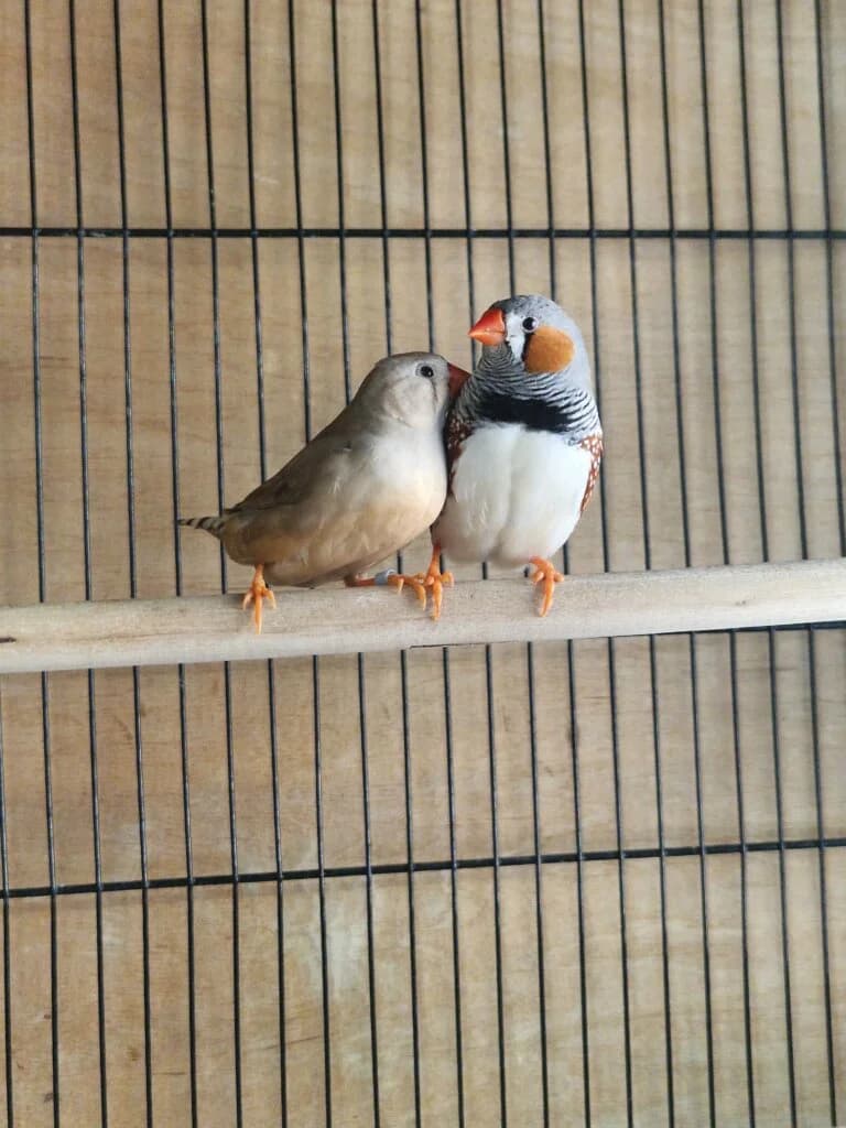 🐦 Artemis und Urmel 🐦, female mixed breed for adoption at Tierheim Düsseldorf, Düsseldorf