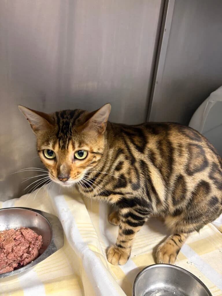 🐾 Nubia – eine besondere Schönheit sucht ihr Für-immer-Zuhause 🐾, female 3yo Bengal for adoption at Tierheim Düsseldorf, Düsseldorf