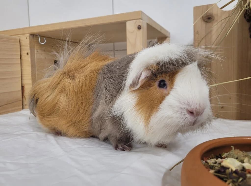 Toffee, male 3yo mixed breed for adoption at Tierheim Düsseldorf, Düsseldorf