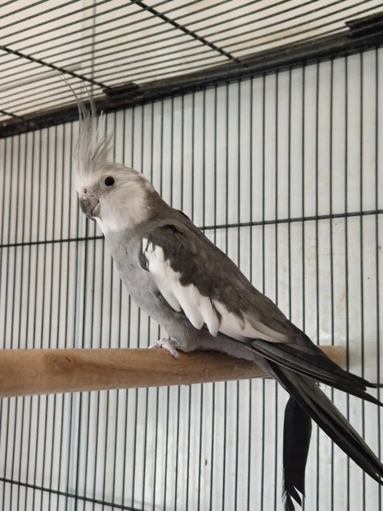 Bird 11946, mixed breed for adoption at Tierheim Düsseldorf, Düsseldorf