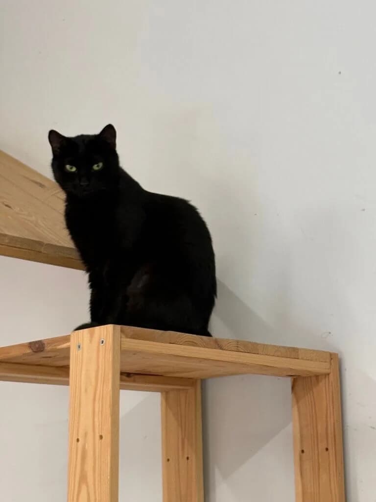 Anni – kleine Katzenpersönlichkeit sucht ein ruhiges Zuhause 🐾❤️, female 3yo mixed breed for adoption at Tierheim Düsseldorf, Düsseldorf