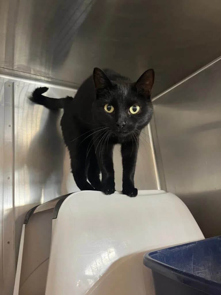 Sanati – auf der Suche nach ihrem Platz auf deiner Couch, female European Shorthair for adoption at Tierheim Düsseldorf, Düsseldorf