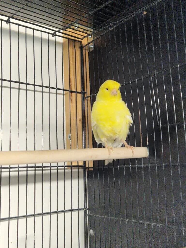 Jakoba 🐥💛, female mixed breed for adoption at Tierheim Düsseldorf, Düsseldorf