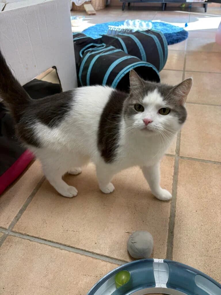 Kater Moses sucht sein ruhiges Zuhause 🐾, male 3yo mixed breed for adoption at Tierheim Düsseldorf, Düsseldorf