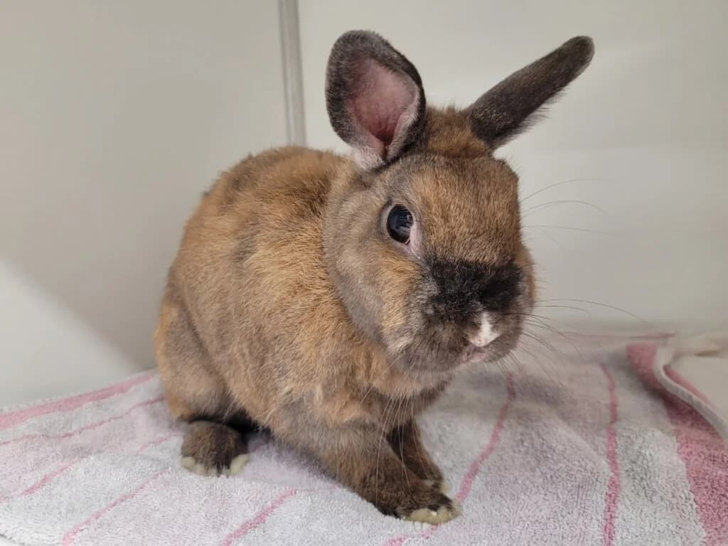 Felix (E.c. positiv), male senior mixed breed for adoption at Tierheim Düsseldorf, Düsseldorf
