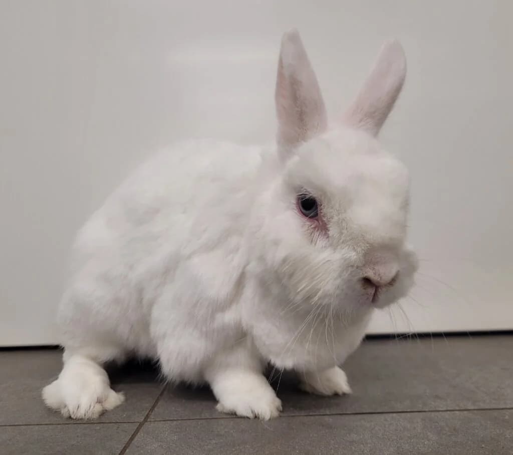 Panbeh, male 3yo mixed breed for adoption at Tierheim Düsseldorf, Düsseldorf
