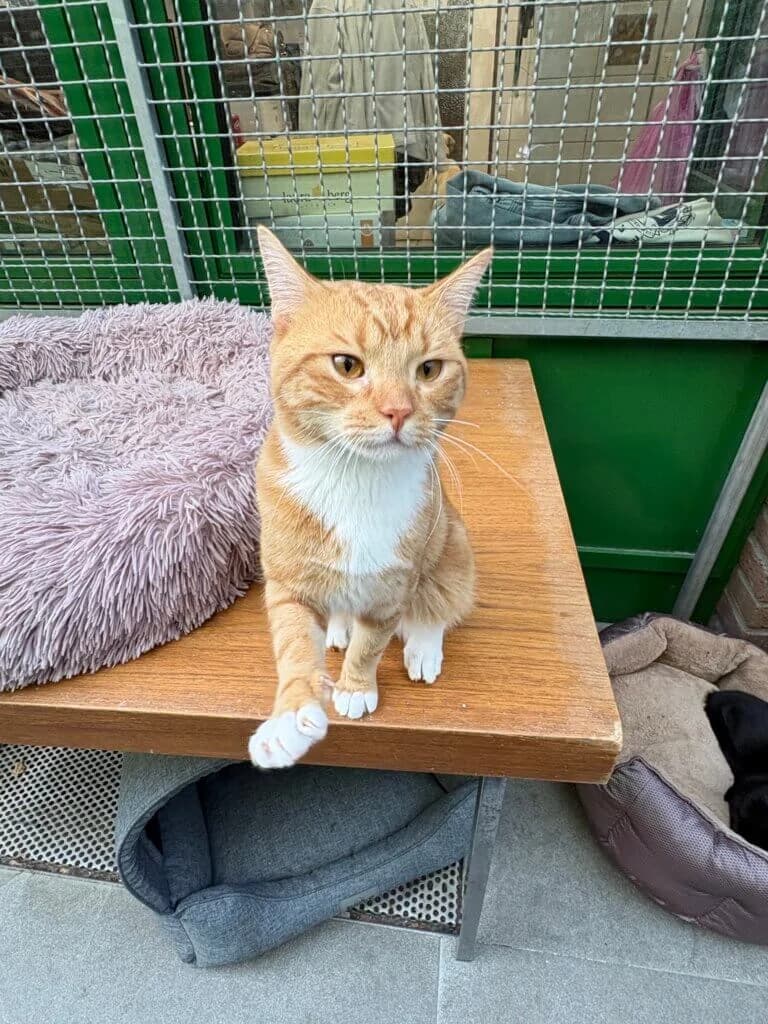 Jaro – unser Herzensbrecher sucht sein Zuhause ❤️🐾, male 3yo mixed breed for adoption at Tierheim Düsseldorf, Düsseldorf