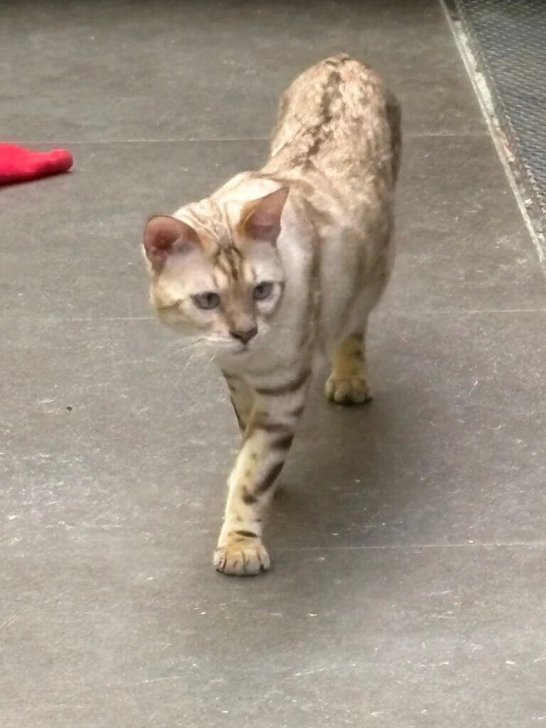 Kater Heinz sucht sein Zuhause fürs Leben 🐾, male 3yo Bengal for adoption at Tierheim Düsseldorf, Düsseldorf