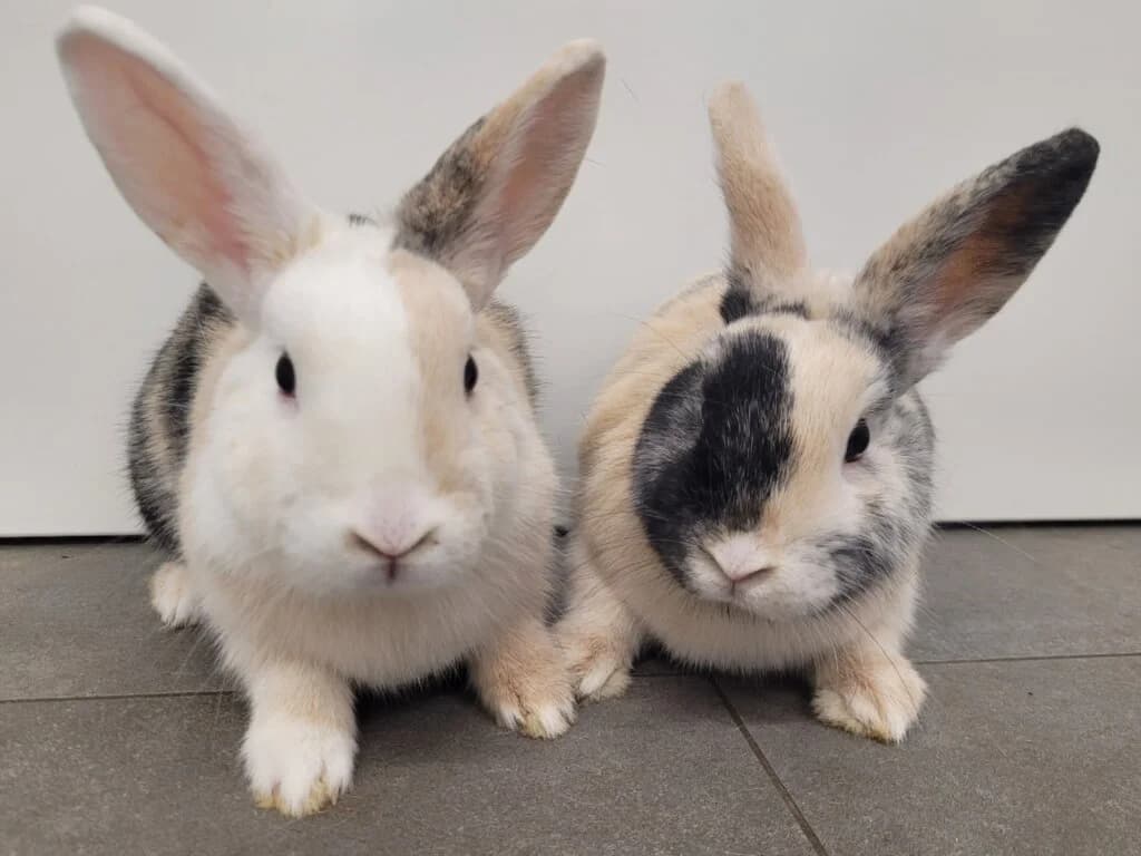 Mabel & Dipper, 3yo mixed breed for adoption at Tierheim Düsseldorf, Düsseldorf