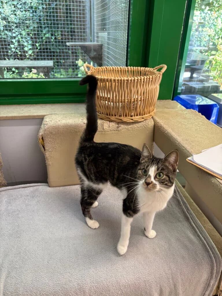 Sheila – eine echte Katzendiva sucht ihr Zuhause 🐾, female 3yo mixed breed for adoption at Tierheim Düsseldorf, Düsseldorf