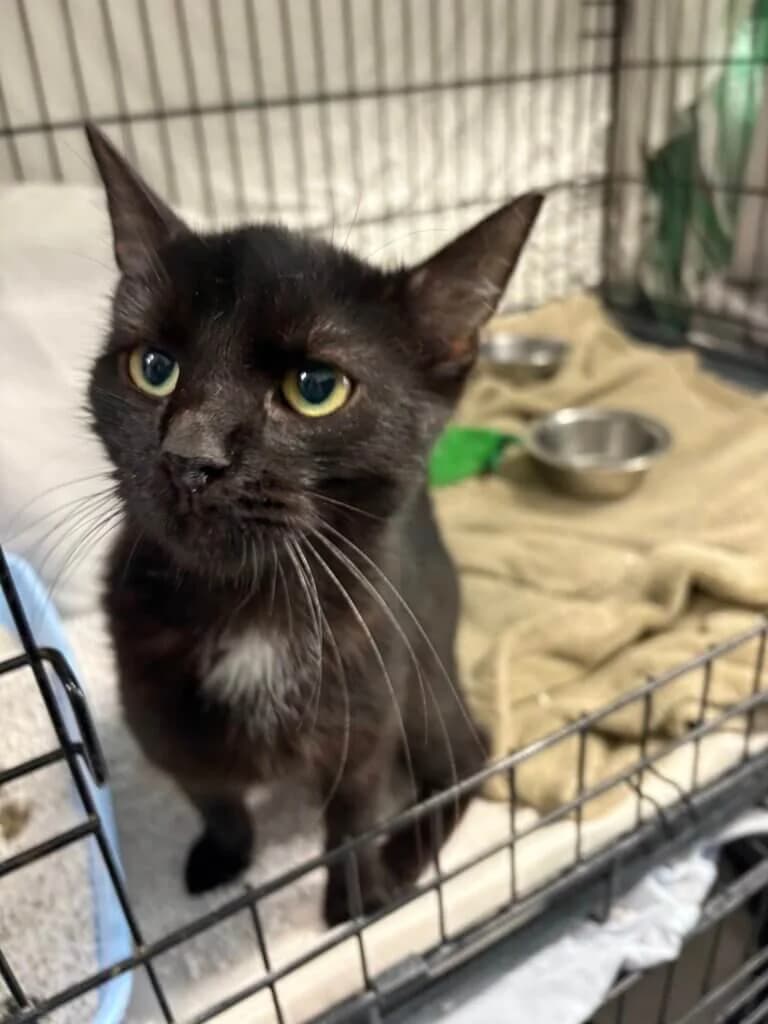 Mulan – liebenswerte Katzendame sucht ihr Zuhause 🐾❤️, female 3yo mixed breed for adoption at Tierheim Düsseldorf, Düsseldorf