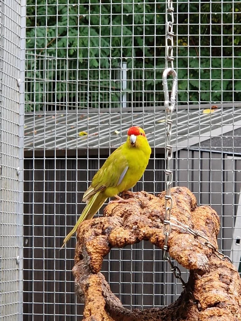 Neptun 💚🐦, male mixed breed for adoption at Tierheim Düsseldorf, Düsseldorf