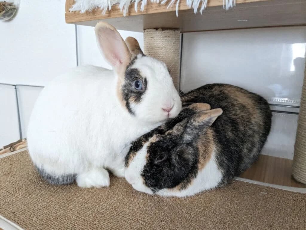 Cordelia & Theo (E.c. positiv), 3yo mixed breed for adoption at Tierheim Düsseldorf, Düsseldorf