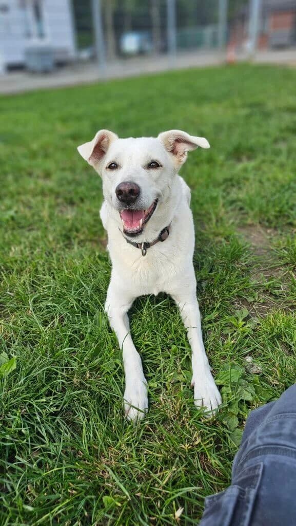 Lady, female senior Mixed Breed for adoption at Tierheim Düsseldorf, Düsseldorf