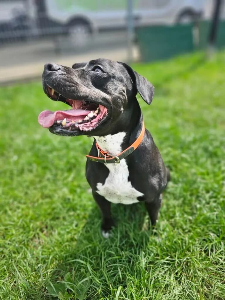 Bounty, female 3yo Staffordshire Bull Terrier for adoption at Tierheim Düsseldorf, Düsseldorf