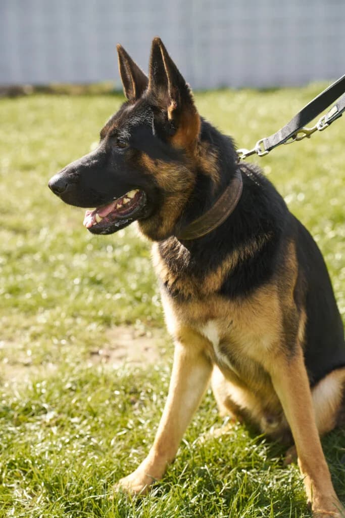 Leo, male 3yo German Shepherd for adoption at Tierheim Düsseldorf, Düsseldorf
