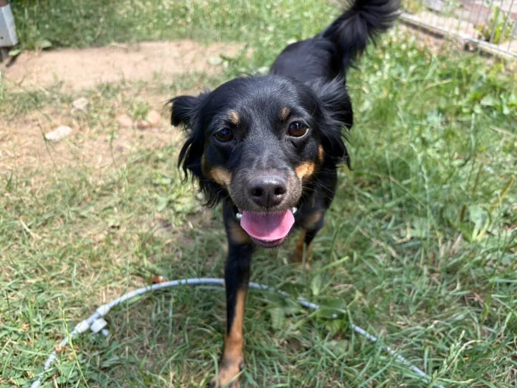 Charly, female 3yo Australian Shepherd for adoption at Tierheim Düsseldorf, Düsseldorf