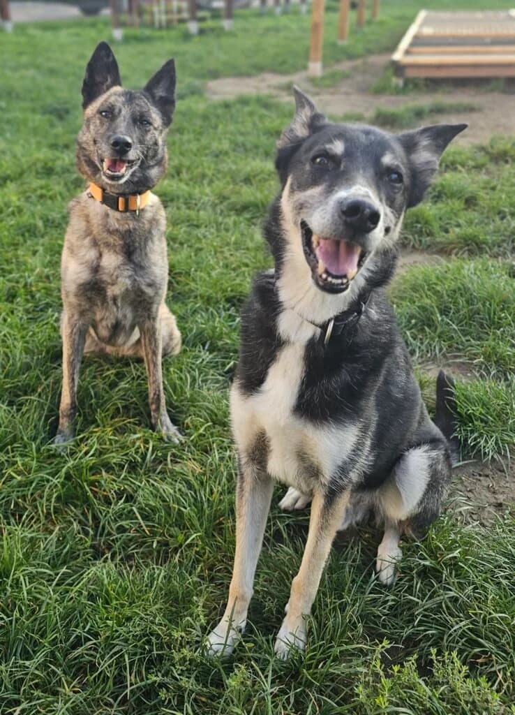 Sano & Daisy, senior Mixed Breed for adoption at Tierheim Düsseldorf, Düsseldorf