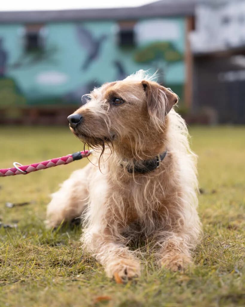 Struppi, male 3yo mixed breed for adoption at Tierheim Düsseldorf, Düsseldorf