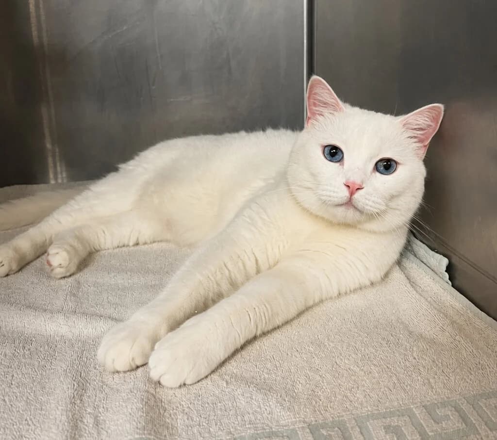 Schneewittchen - sucht Menschen mit Herz für schwierige Charaktere 🍀, weiß female 3yo mixed breed for adoption at Tierheim Düsseldorf, Düsseldorf