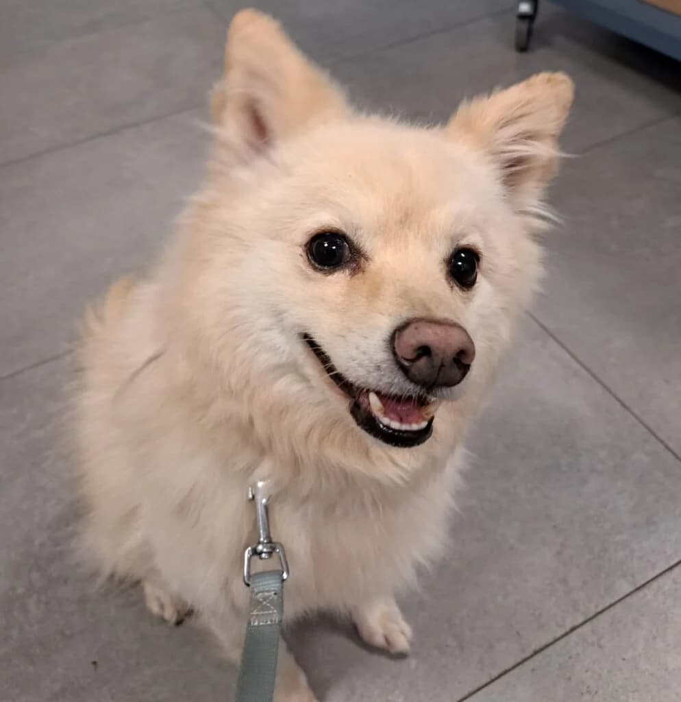 Mickey, male 3yo Mixed Breed for adoption at Tierheim Düsseldorf, Düsseldorf