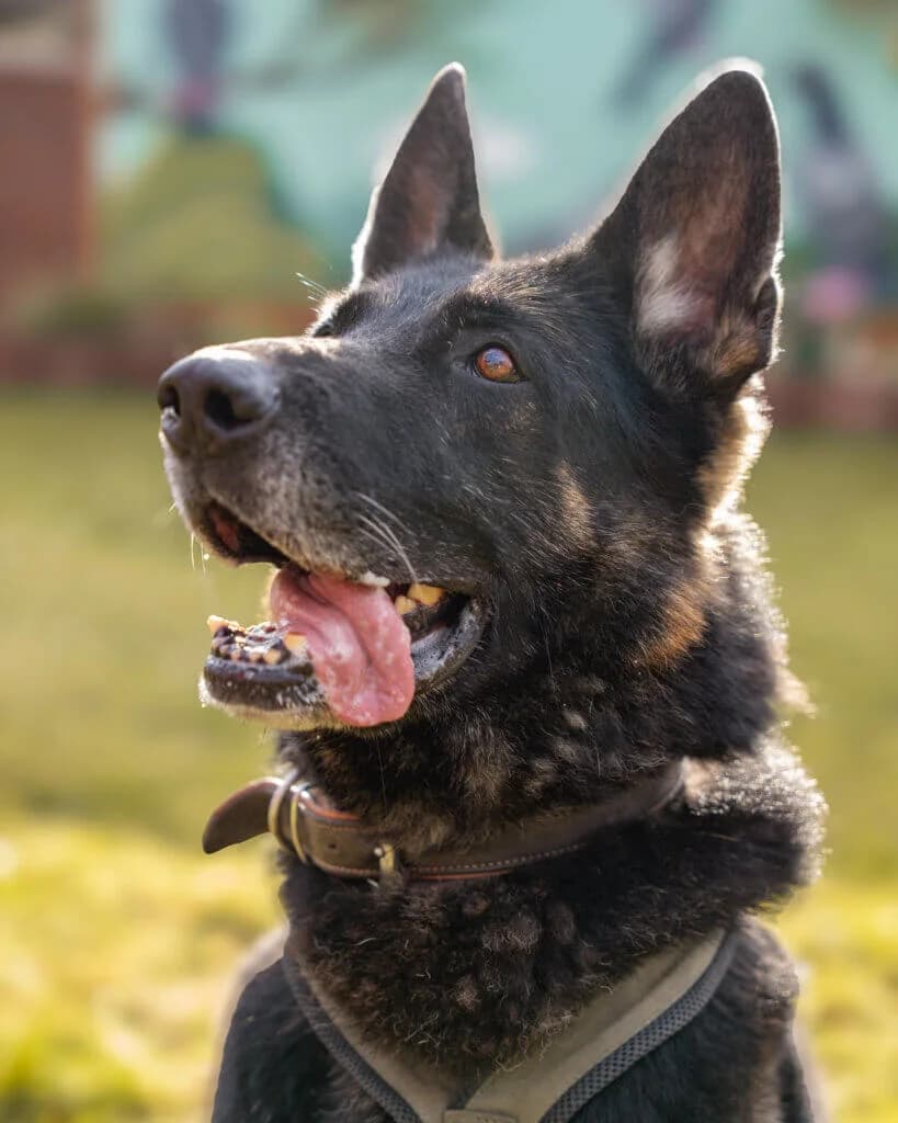 Oak, male 3yo German Shepherd for adoption at Tierheim Düsseldorf, Düsseldorf
