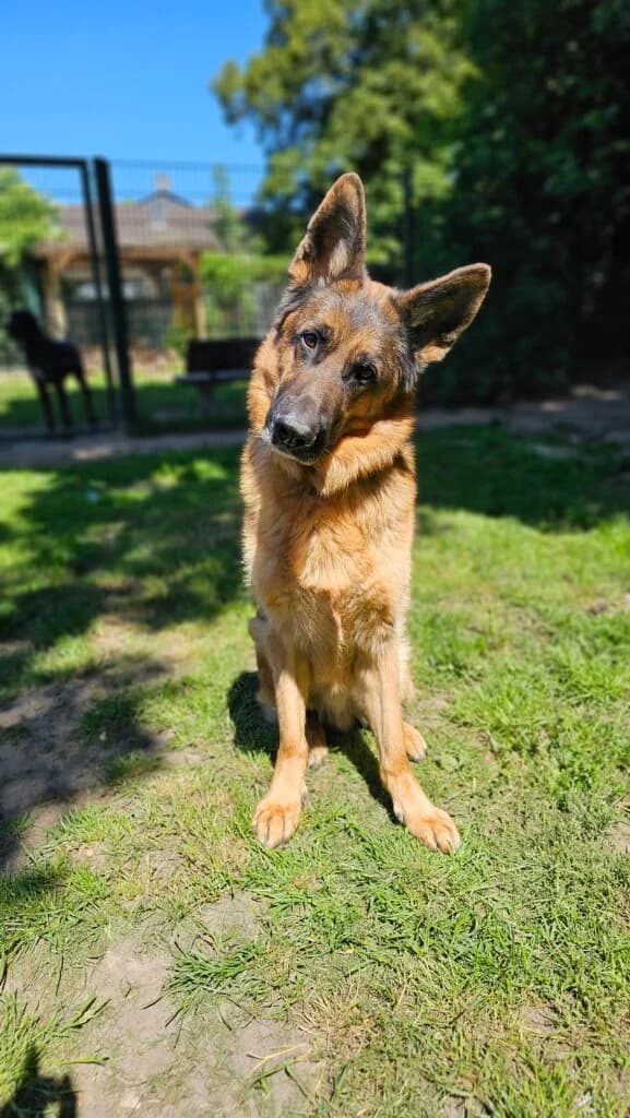 Ray, male 3yo German Shepherd for adoption at Tierheim Düsseldorf, Düsseldorf