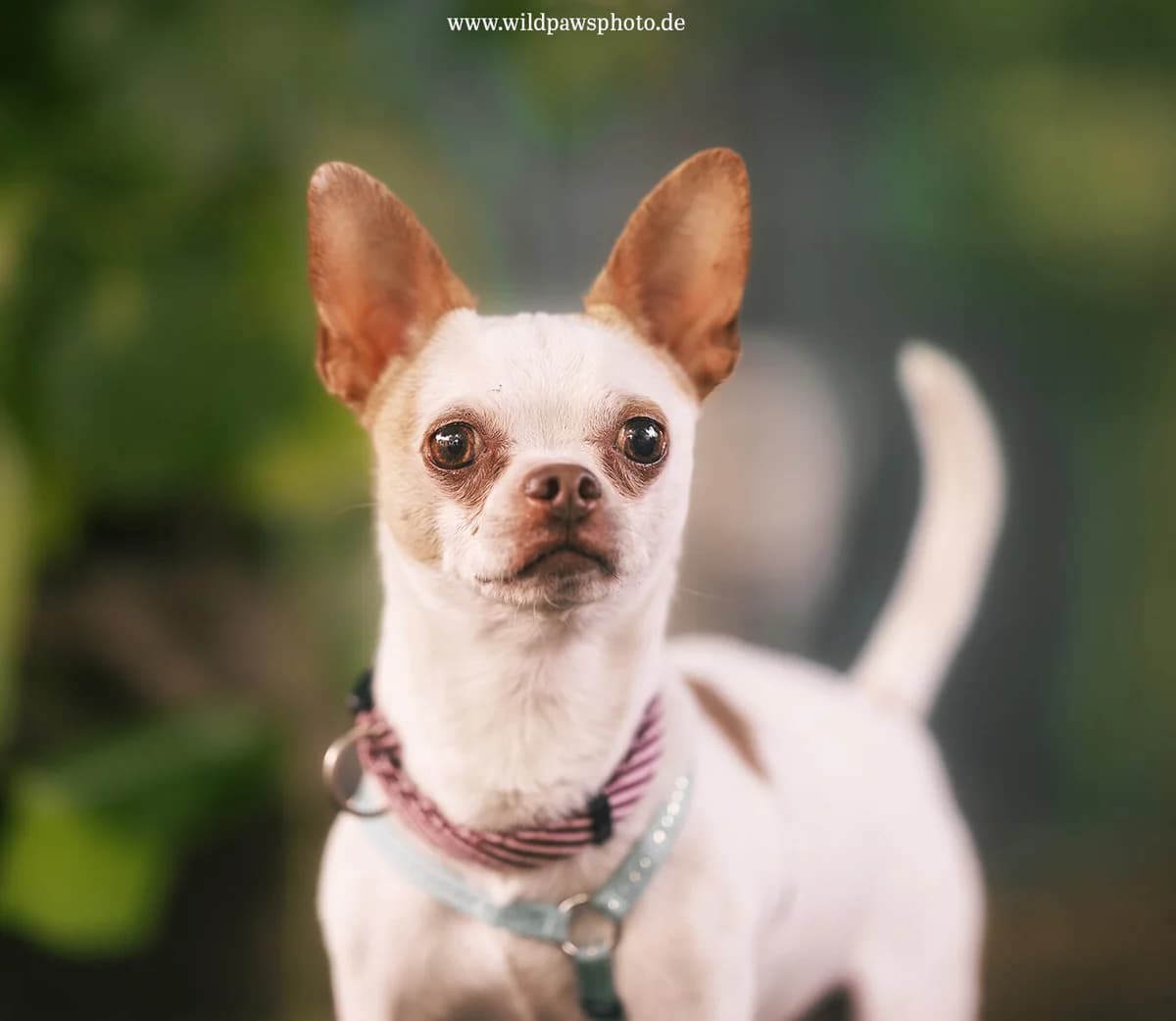 Rolex, male 4yo Chihuahua for adoption at Städtisches Tierheim Duisburg, Duisburg