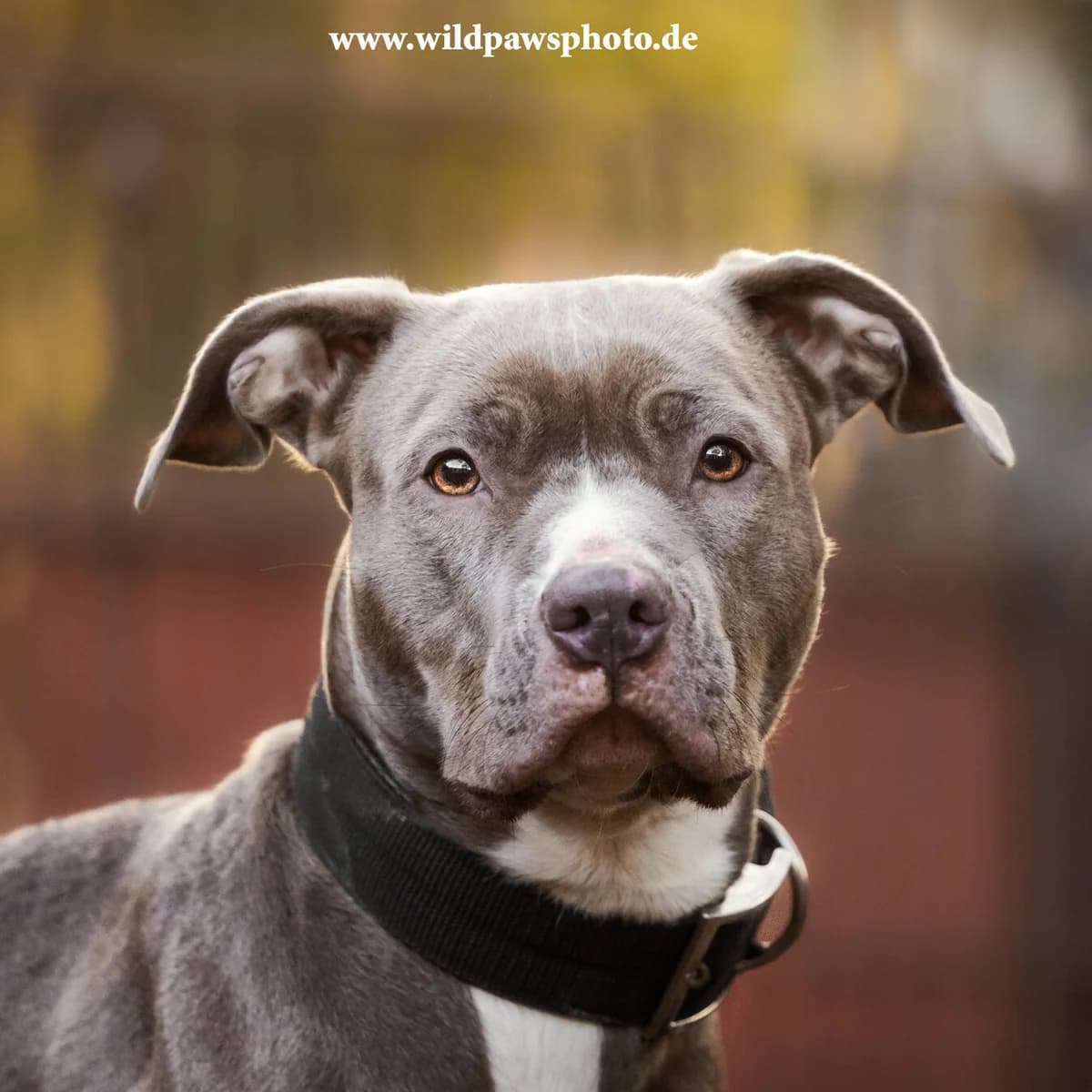 Mabel, female Pit Bull Terrier for adoption at Städtisches Tierheim Duisburg, Duisburg