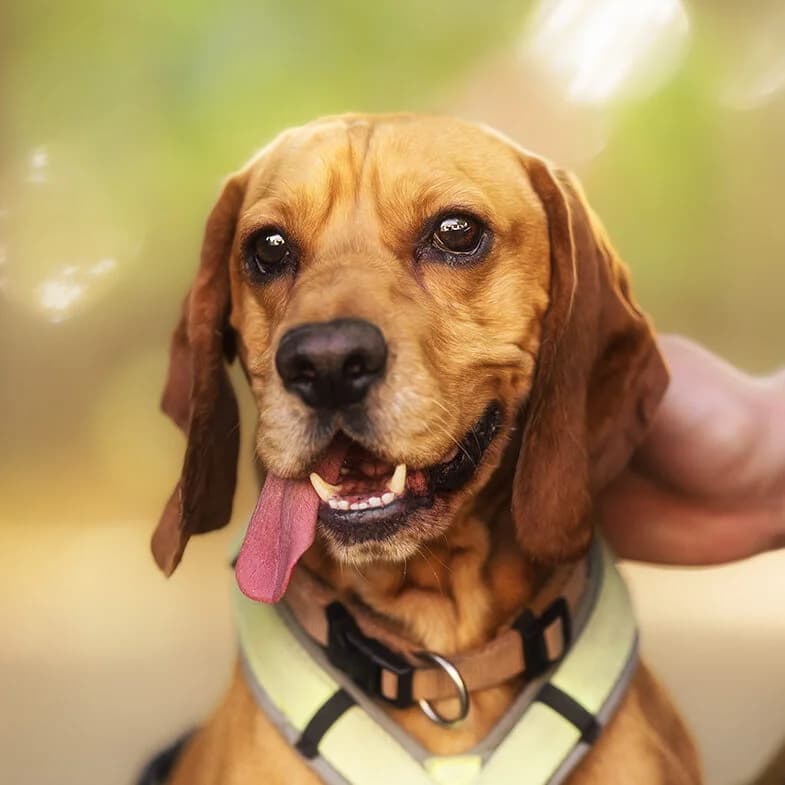 Banno, male 3yo Beagle for adoption at Städtisches Tierheim Duisburg, Duisburg