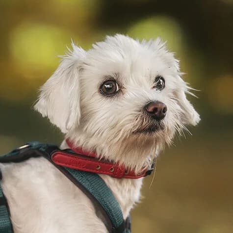 Paulchen, male 3yo Maltese for adoption at Städtisches Tierheim Duisburg, Duisburg