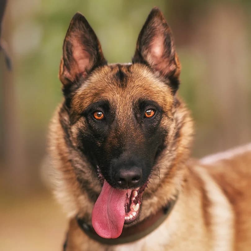 Maddy, female Belgian Malinois for adoption at Städtisches Tierheim Duisburg, Duisburg