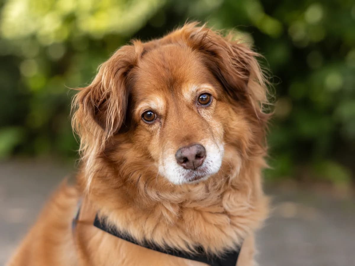 Arion, male senior Mixed Breed for adoption at Städtisches Tierheim Duisburg, Duisburg
