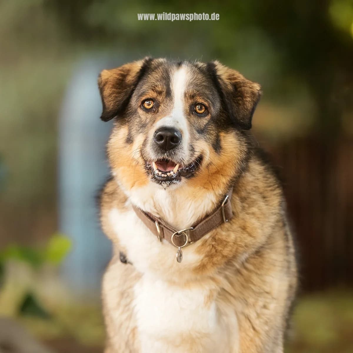 Emma, female Mixed Breed for adoption at Städtisches Tierheim Duisburg, Duisburg