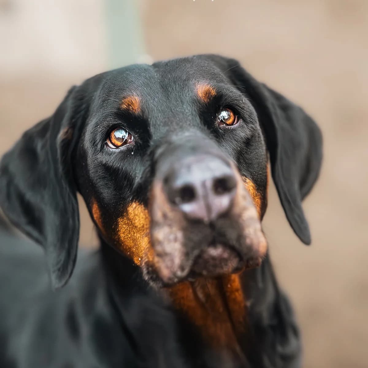 Abby, female Mixed Breed for adoption at Städtisches Tierheim Duisburg, Duisburg