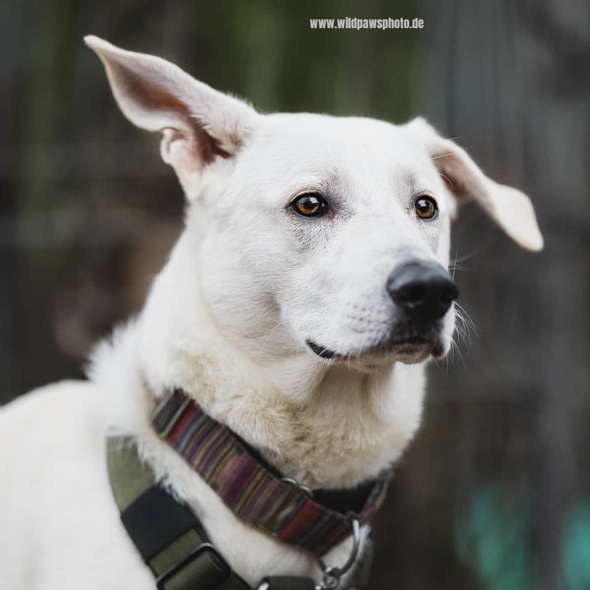 Bodhi, male Mixed Breed for adoption at Städtisches Tierheim Duisburg, Duisburg
