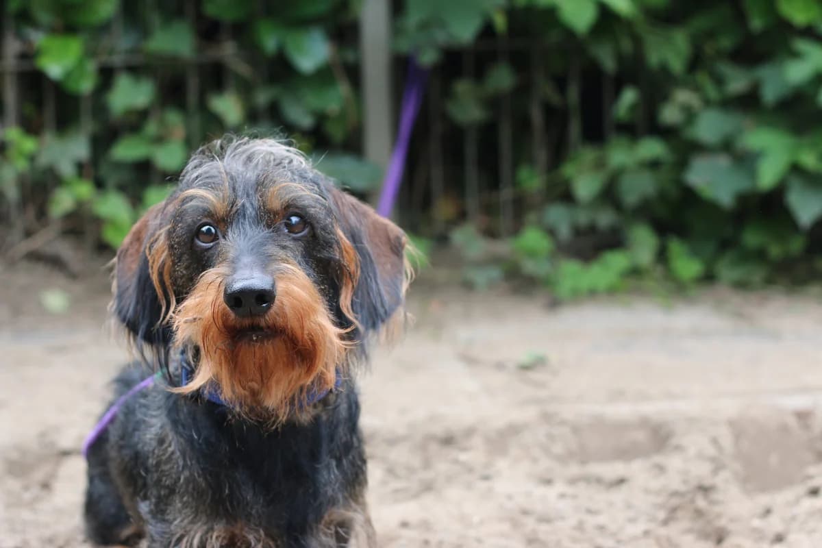Snoopy, male Mixed Breed for adoption at Städtisches Tierheim Duisburg, Duisburg